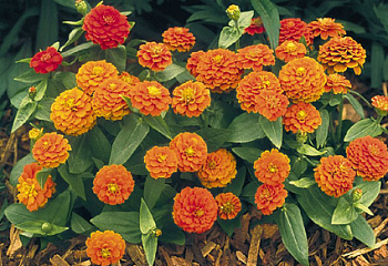 фото: цинния Orange Kеnig цинния Orange Kеnig