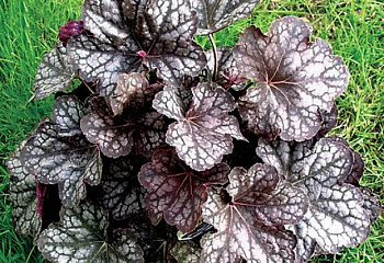 Гейхера  Heuchera Velvet Night 