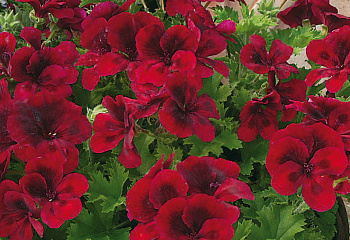 Пеларгония Pelargōnium Candy Flowers Dark Red 