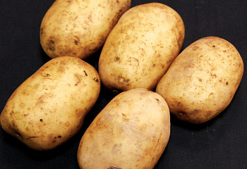 Картофель Potato Pentland Javelin 