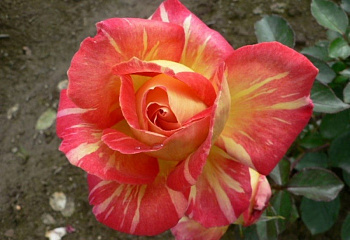 Роза Rósa Caribia 