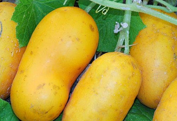 Огурец Cucumber Chinese Yellow Cucumber 