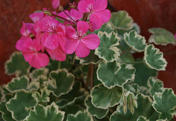 Пеларгония Pelargōnium Madame Salleron 