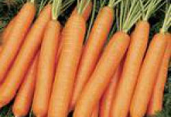 Морковь Carrot Yaya Hybrid 