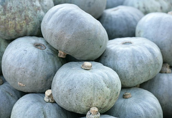 Тыква Squash Crown Prince 