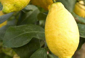 Лимон Citrus limon Lunario 