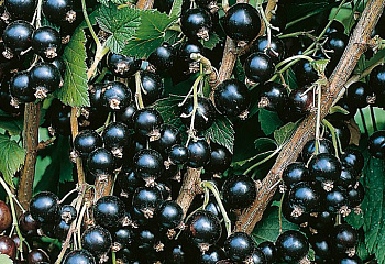 смородина черная на штамбе NIGRA