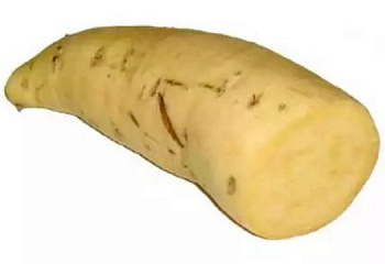 Батат или Сладкий картофель Sweet Potato Nancy Hall 