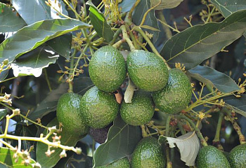 Авокадо Persea americana 