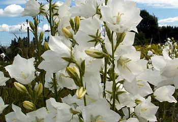 фото: колокольчик персиколистный Grandiflora Alba колокольчик персиколистный Grandiflora Alba