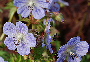 Герань Geranium Mrs Kendall Clarc 