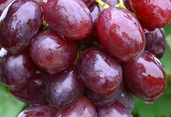 Виноград плодовый Vitis vinifera Граф Монте Кристо