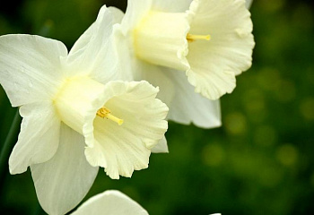 Нарцисс Narcissus Вauty Tip 