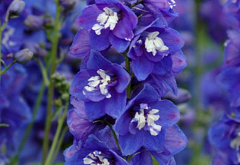 Дельфиниум Delphinium Blue Bird 