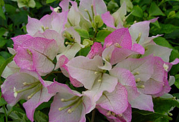 Бугенвиллия или Бумажный цветок  Bougainvillea Magic 