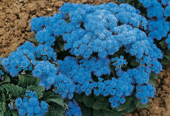 Агератум или Долгоцветка Ageratum Blue Mink 