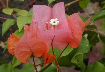Бугенвиллия или Бумажный цветок  Bougainvillea Thaitian 