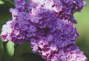 сирень гиацинтовая Puple Gloiy 