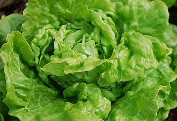 Салат Lettuce Tom Thumb Mini 