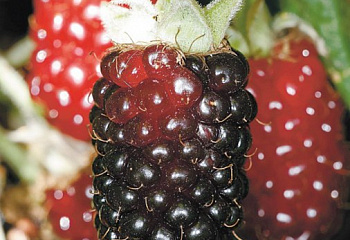 Ежевика Rubus Merry-Berry