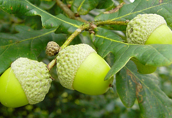 Дуб крупноплодный Quercus macrocarpa 