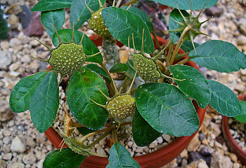 Дорстения фоэтида  Dorstenia foetida 
