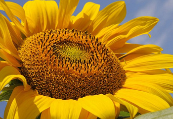 Подсолнечник Sunflower Russian Giant 