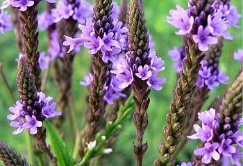 Вербена лекарственная  Verbena officinalis 