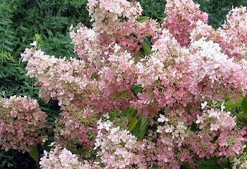 Гортензия метельчатая Hydrangea paniculata Pink Lady 