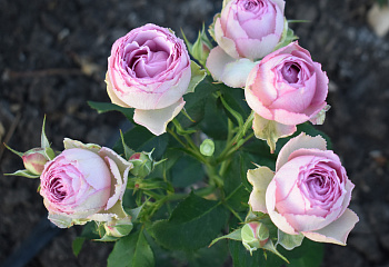 Роза  Rósa Lavander Lace 