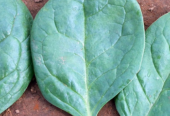 Шпинат Spinach Caladonia 