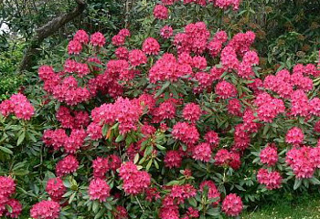 Рододендрон Nova Zembla 