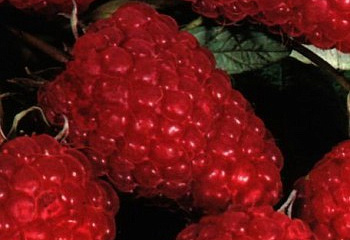 Малина обыкновенная Rúbus idáeus Княгиня