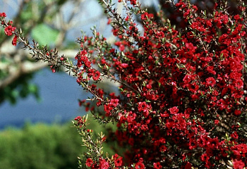 Лептоспермум или Чайное дерево  Leptospermum Rode Glory 