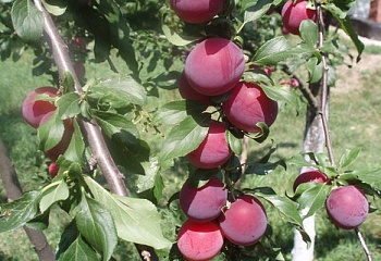 Алыча Prunus divaricataм Несмеяна