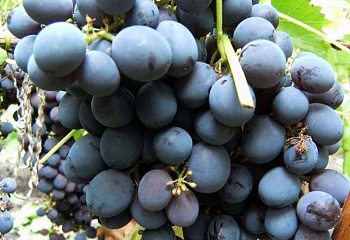 Виноград плодовый Vitis vinifera  Муромец