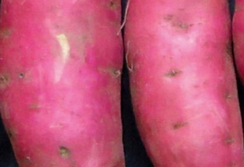 Батат или Сладкий картофель Sweet Potato Bushbok 