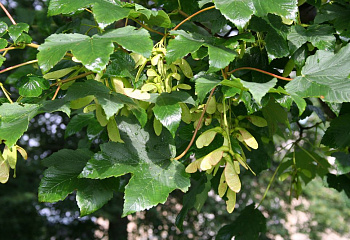 Клён ложноплатановый Acer pseudoplatanus Corstorphinense 