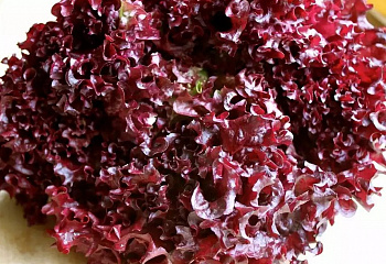 Салат Lettuce Lollo rosso 