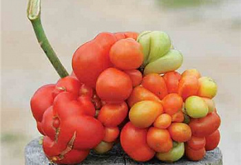 Помидор Тomato Reisetomate 