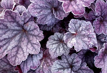 Гейхера  Heuchera Carnival Rose Granita 