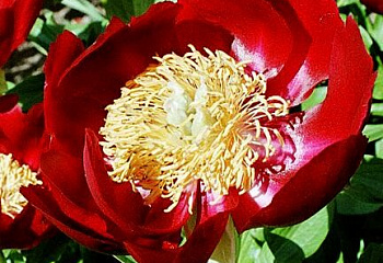фото: Пион Mahogany Пион Mahogany