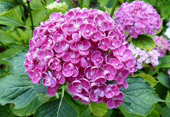 Гортензия крупнолистная Hydrangea macrophylla Hopcorn 