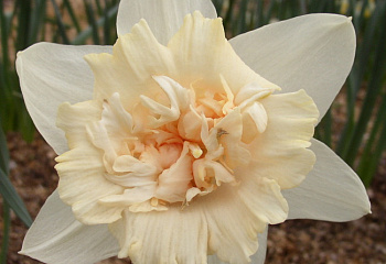 Нарцисс Narcissus Travertine 