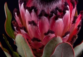 Протея или Сахарный кустарник Protea African Queen 