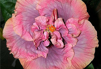 Гибискус Hibiscus Allure 