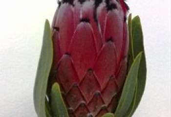 Протея или Сахарный кустарник Protea Black Beauty 