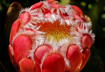 Протея или Сахарный кустарник Protea Venus 
