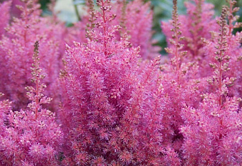 Астильба Astilbe Gloria Purpurea 