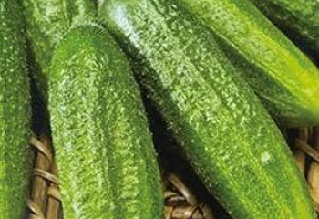 Огурец Cucumber Beit Alpha Cucumber 